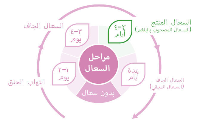 Bronchostop® رسم بياني: مراحل السعال والمكونات الفعالة في شراب 